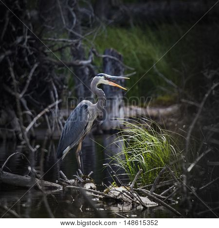 Great Blue Heron