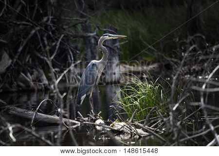 Great Blue Heron