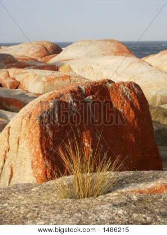 Bicheno, Tasmanie