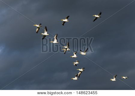 American White Pelican (pelecanus Erythrorhynchos)