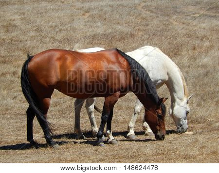 Roaming horses on a ranch captured in California
