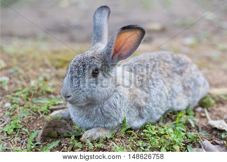 A grey rabbit long ear lie on ground