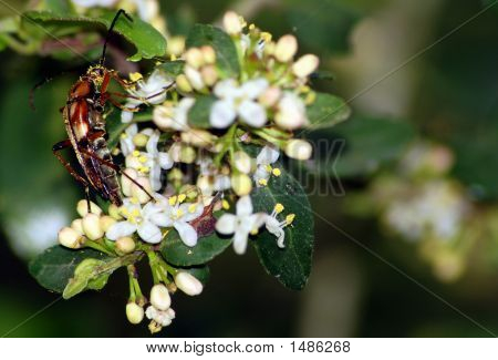 Escarabajo en flor