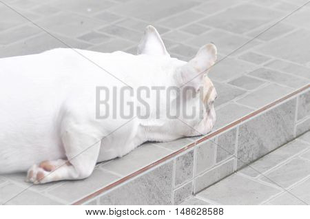 sleepy French bulldog or French bulldog on the floor