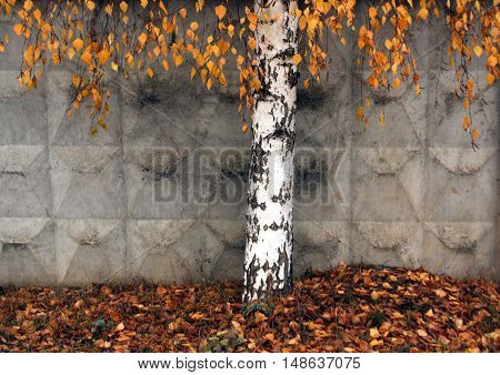 Lonely Bearch Tree In Autumn.