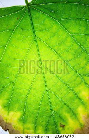 The Leaves Are A Miracle Of Nature, They Transform Light Into Nourishment