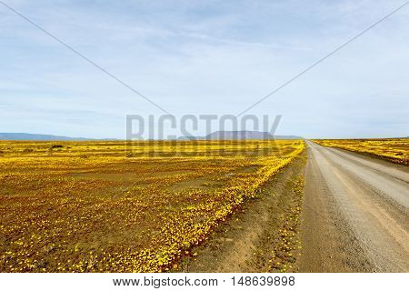 Brown Road With Yellow Fields In The Flat Landscape That Is Tankwa Karoo