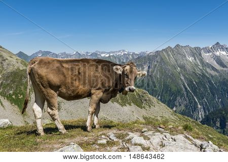 Cow in the Austrian mountains - Zillertal - in the summer time.