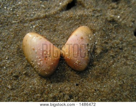 Seashell