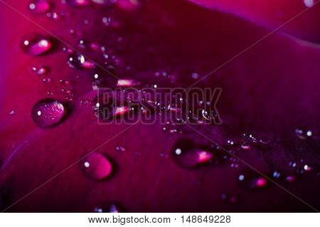 close-up beautiful rose with water drops. background