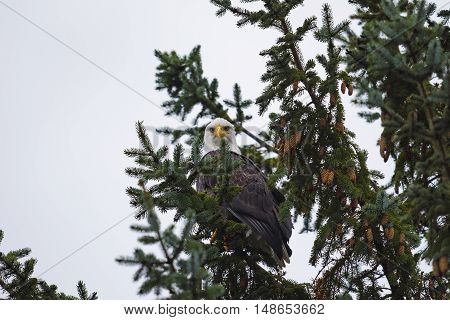 Wild Bald Eagle on the coast Haida Gwaii British Columbia Canada
