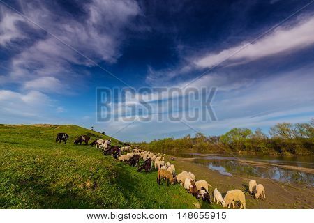Pastoral scenery with flock of sheep and goats on river bank, in spring