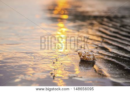 Close up of seashell on the beach at sunset