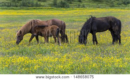 Three Islandic horses and foal in yellow flower maedow near Godafoss waterfall on Iceland.
