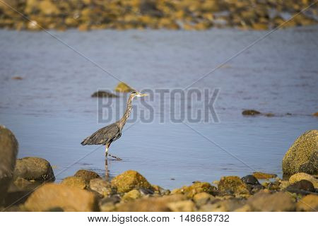 Great Blue Heron (ardea Herodias)