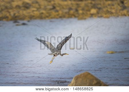 Great Blue Heron (ardea Herodias)