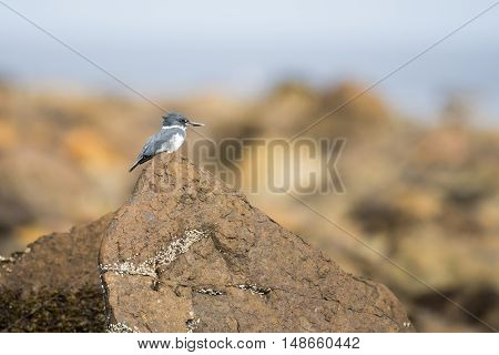 Belted Kingfisher perched on rocks on the shore of the Pacific Ocean