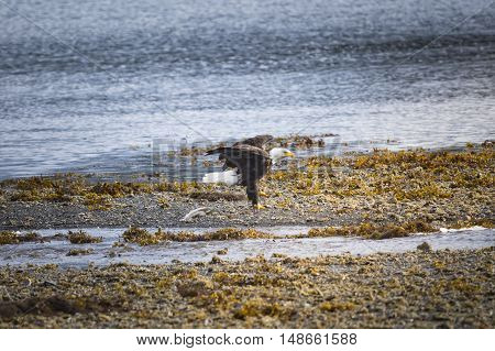 Wild Bald Eagle on the coast Haida Gwaii British Columbia Canada