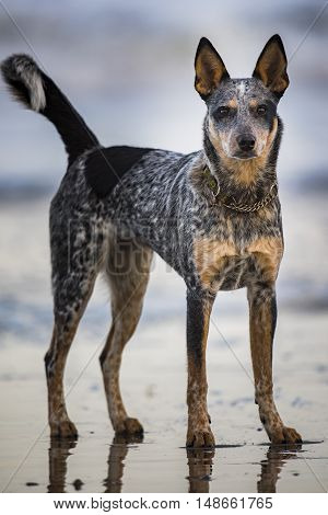 Puppy On The Beach