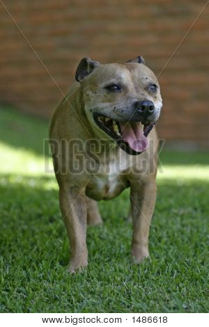 Staffordshire Bull Terrier