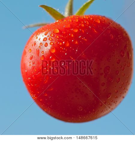 Cherry tomato after rain on blue sky background close-up view selective focus