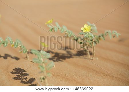 Flowers in Liwa Desert Abu Dhabi UAE