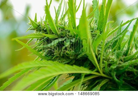 flowering Leafy Top Marijuana Bud on Cannabis outdoor Plant