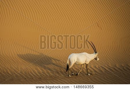 Arabian oryx in a desert near Dubai