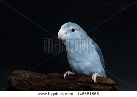 Mauve Forpus, Parakeet, Bird