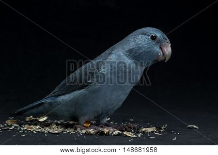 Forpus Bird Eating Sunflower Seed