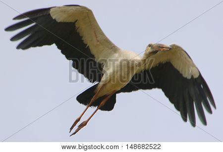 Asian Openbill Stork flying over a rice field near Ranot, Thailand
