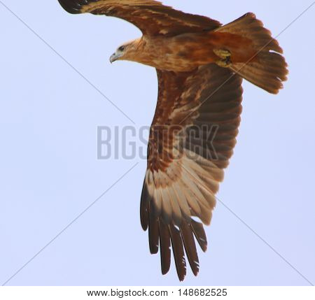 juvenile Brahminy Kite soaring over a rice field near Ranot, Thailand