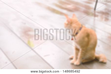 Cat waiting for something with hope blur background concept