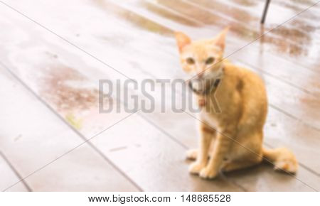 Cat waiting for something with hope blur background concept