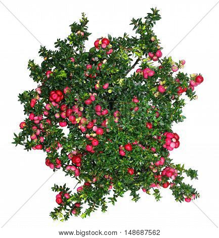 Evergreen Gaultheria mucronata plant with red berries isolated on white background