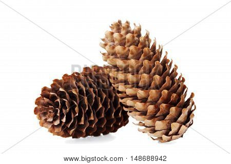Conifer cone, fir cone or fir apple on white background.