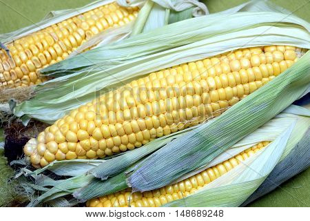 Ripe raw corn on the cob on greem tablecloth horizontal top view closeup