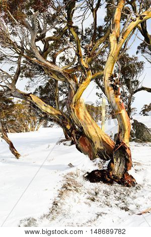 Alpine 'Snow Gum' in Australia's Snowy Mountains region during winter snowfall