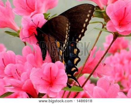Farfalla In giardino 3