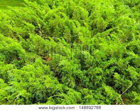Green juniper bushes in a city park