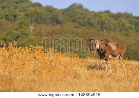 European Mouflon In The Field.