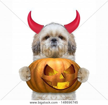 Cute dog with pumpkin in devils costume for Halloween -- isolated on white