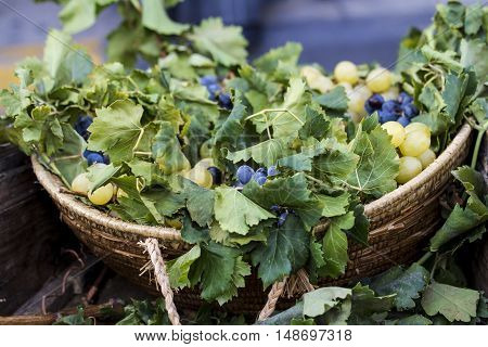 QUARTU S.E. ITALY - September 17 2016: Parade of Sardinian costumes and floats for the grape festival in honor of the celebration of St. Helena. - Sardinia - detail of a wicker basket with the grapes