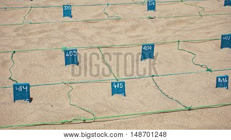 animal protection farm for sea turtles  on sal island