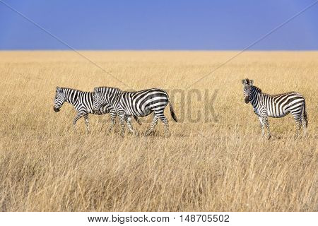 Small herd of plain zebras walk in savannah Eastern Africa