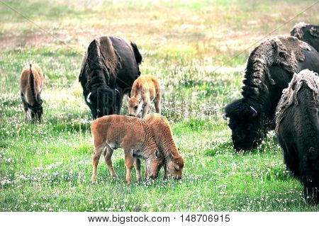Two baby buffalo nuzzle each other while grazing in a field in Yellowstone National Park.