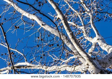 White bark American sycamore tree (Platanus occidentalis) with spiky fruit in winter against blue sky