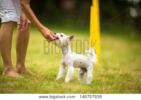 Cute little dog doing agility drill - running slalom, being obediend and making his master proud and happy