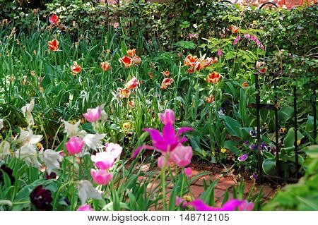 Colorful Tulips In Flowerbed In Washington Dc