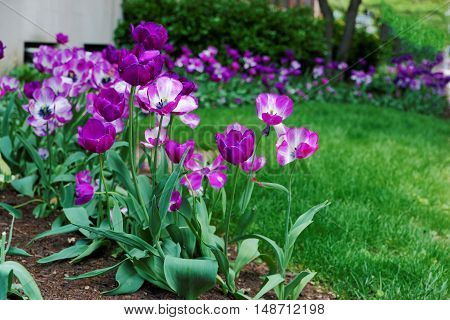 Dark And Light Purple Tulips In A Flowerbed